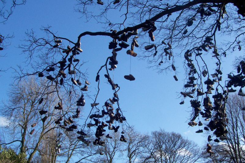 Veteran tree management North East social