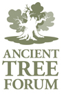 ancient tree forum