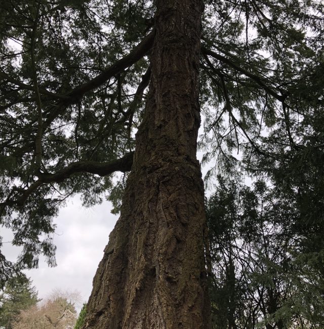 Douglas Fir at Belsay