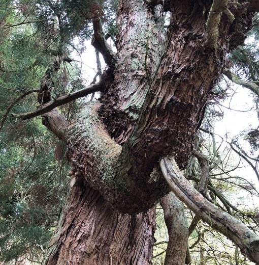 Cryptomeria at Belsay
