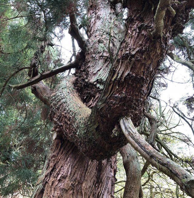 Cryptomeria at Belsay