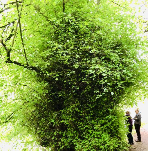 Lime tree Allen Banks