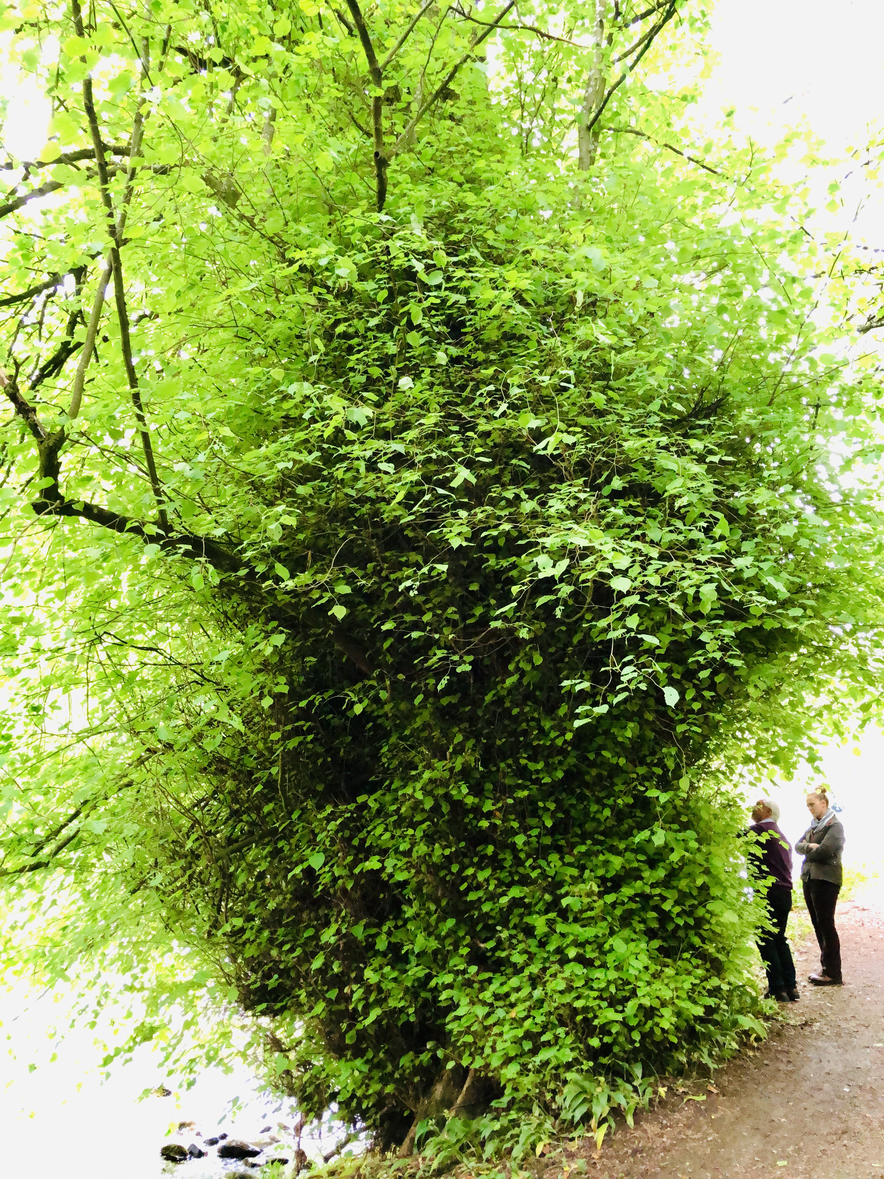 Lime tree Allen Banks