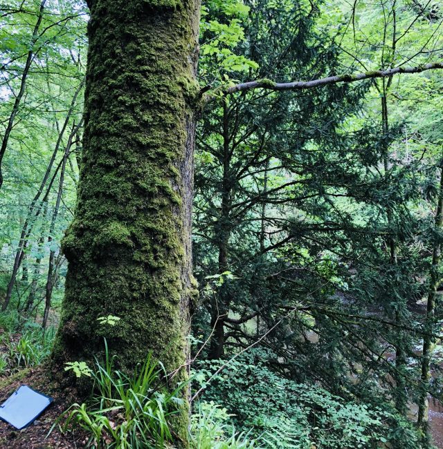 Quercus robur Allen banks