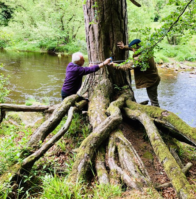 Pinus sylvestris at Allen Banks