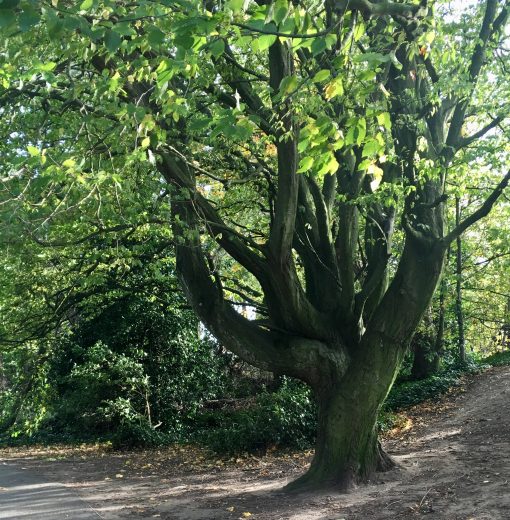Hornbeam Ponteland Park