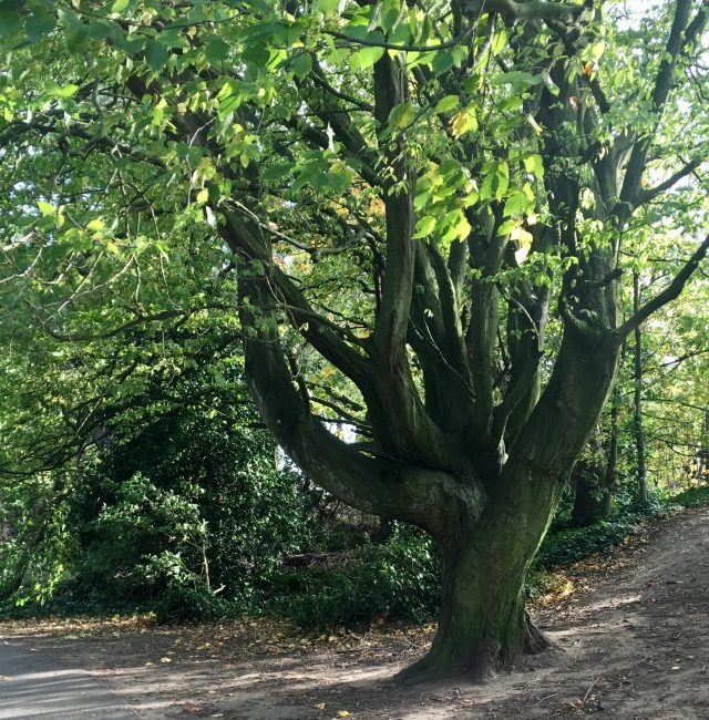 Hornbeam Ponteland Park