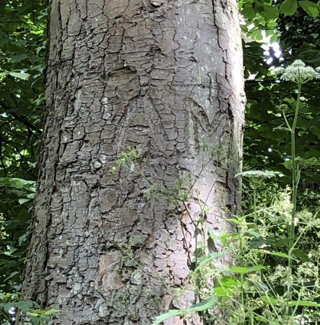 Memory Tree Northumberland Park