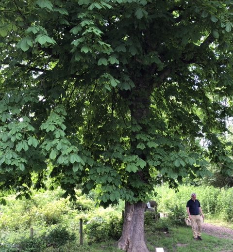 Verdun Chestnut