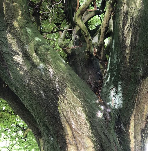 Fagus sylvatica Seghill Holy Trinity Churchyard