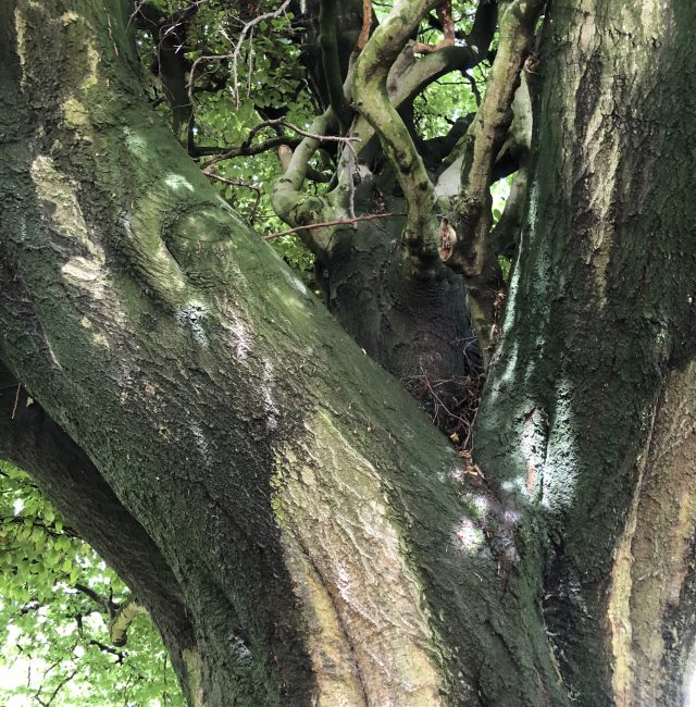 Fagus sylvatica Seghill Holy Trinity Churchyard
