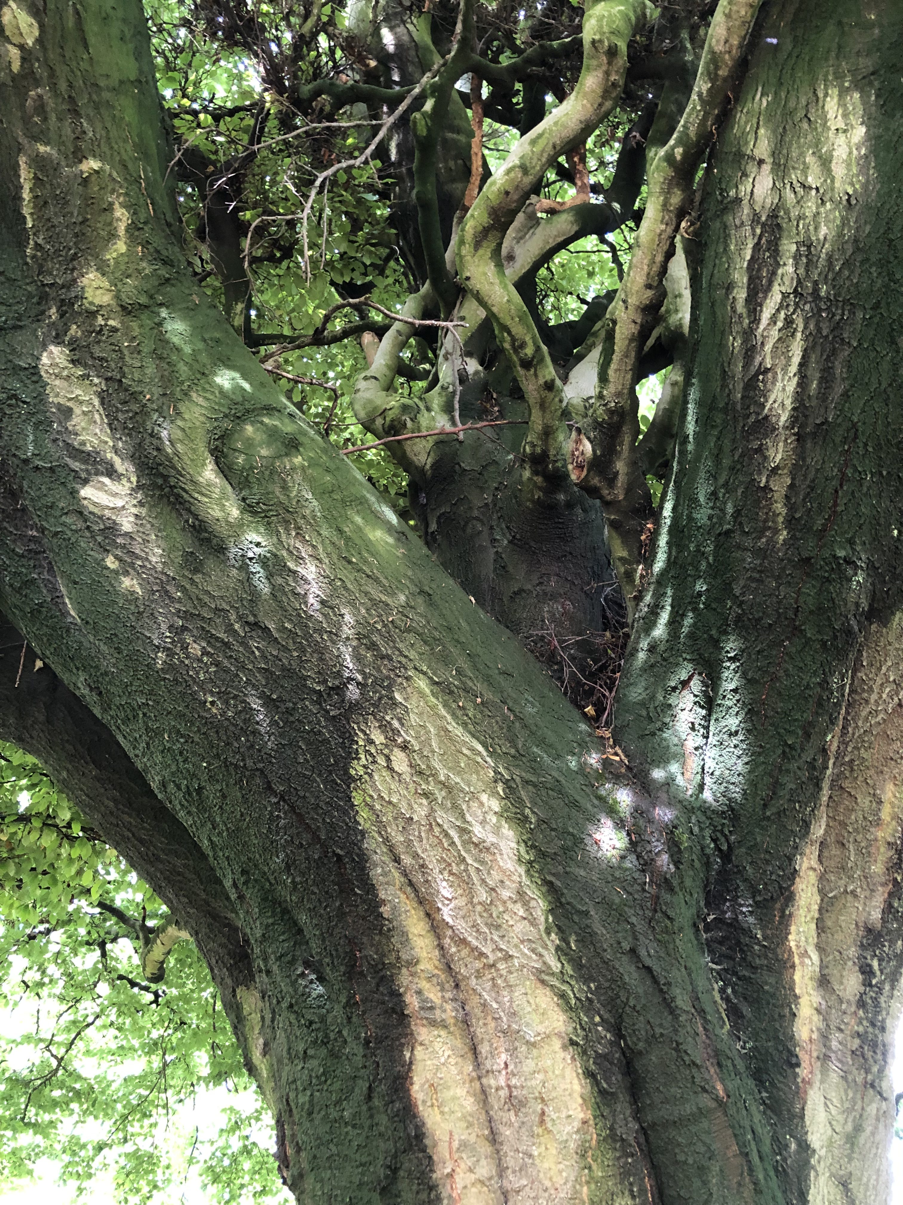 Fagus sylvatica Seghill Holy Trinity Churchyard
