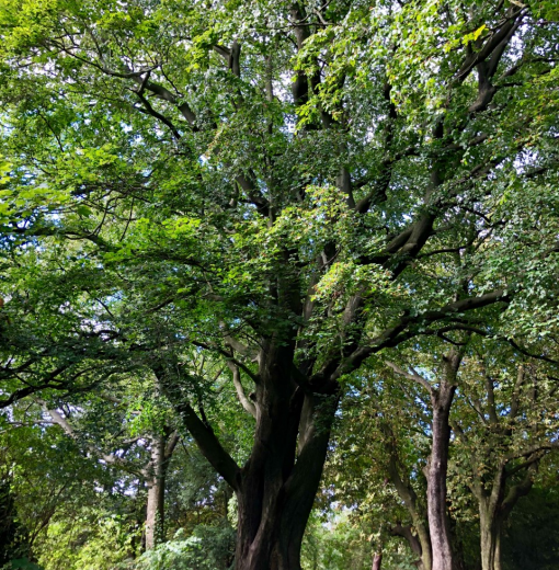 Beech Armstrong Park