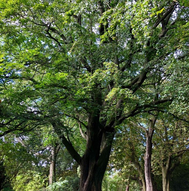 Beech Armstrong Park