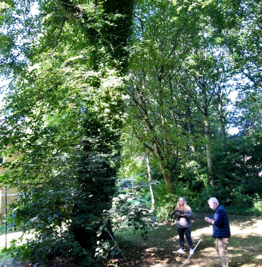 Large Leaved Lime Benwell Hall