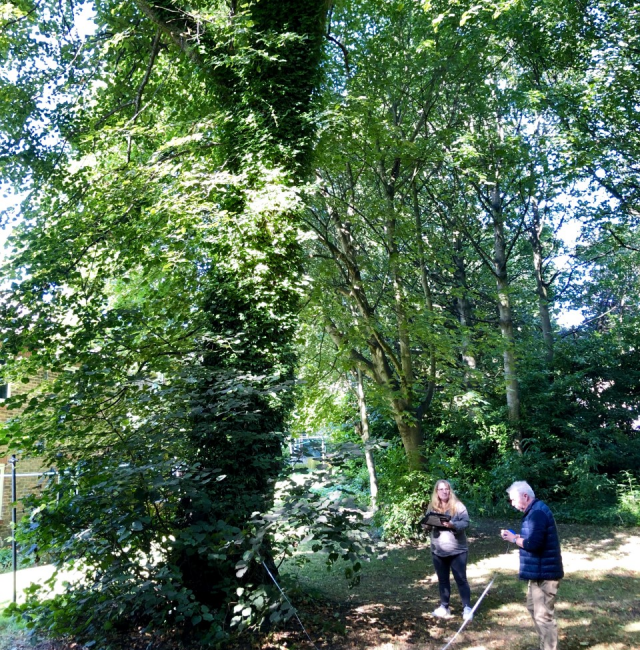 Large Leaved Lime Benwell Hall