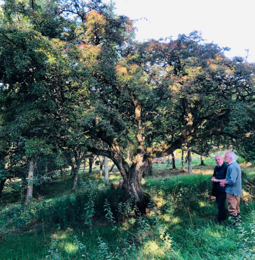 ‘Fertility Tree’ Whitfield…..    Hawthorne