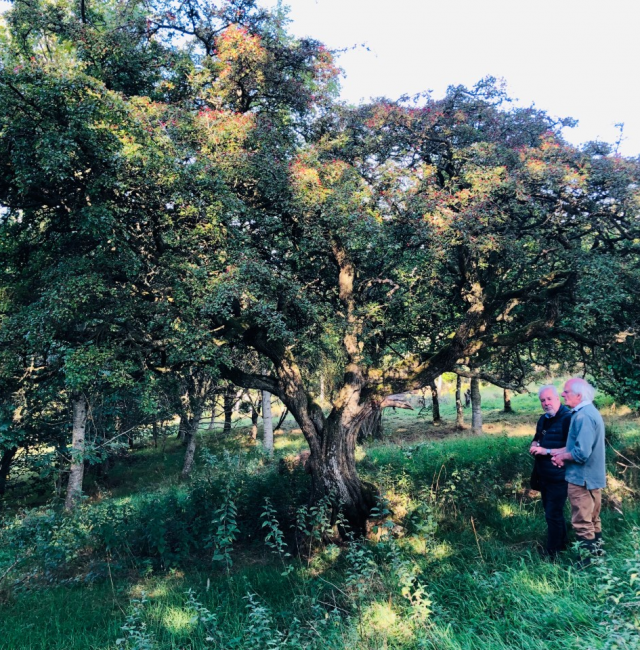‘Fertility Tree’ Whitfield…..    Hawthorne