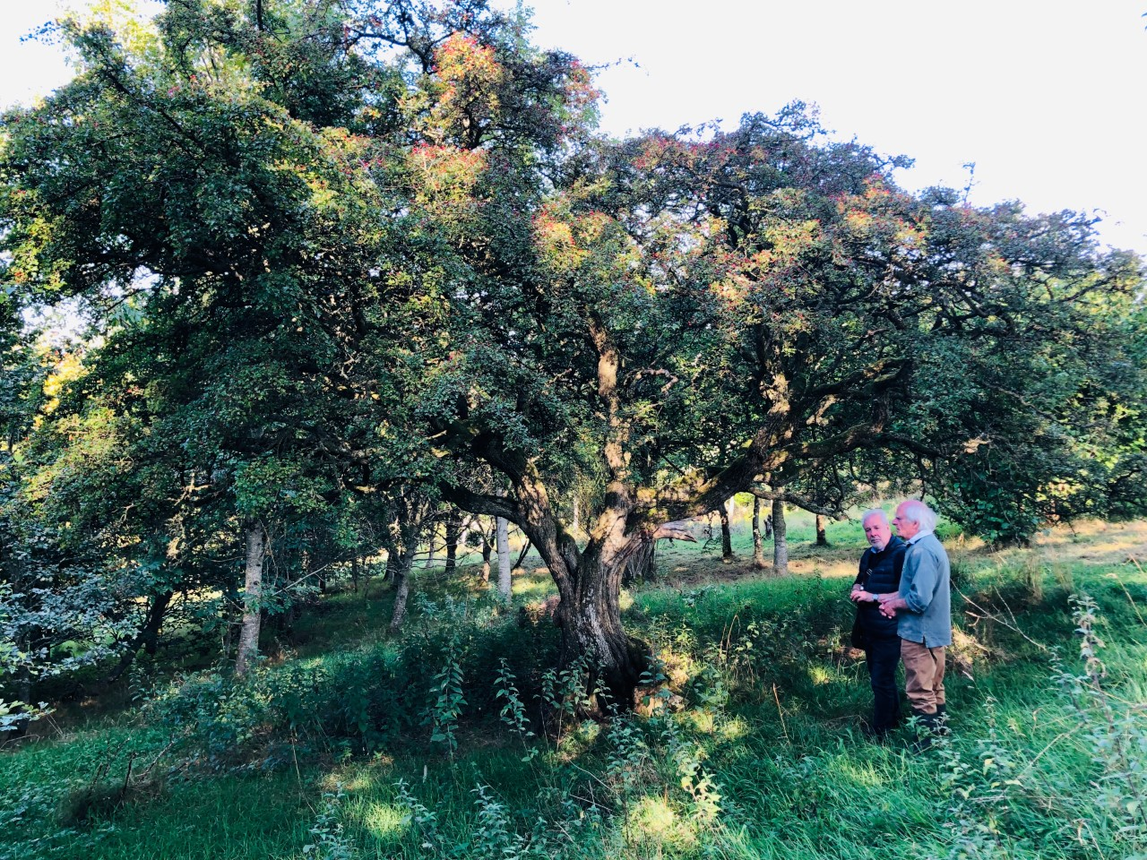 ‘Fertility Tree’ Whitfield…..    Hawthorne