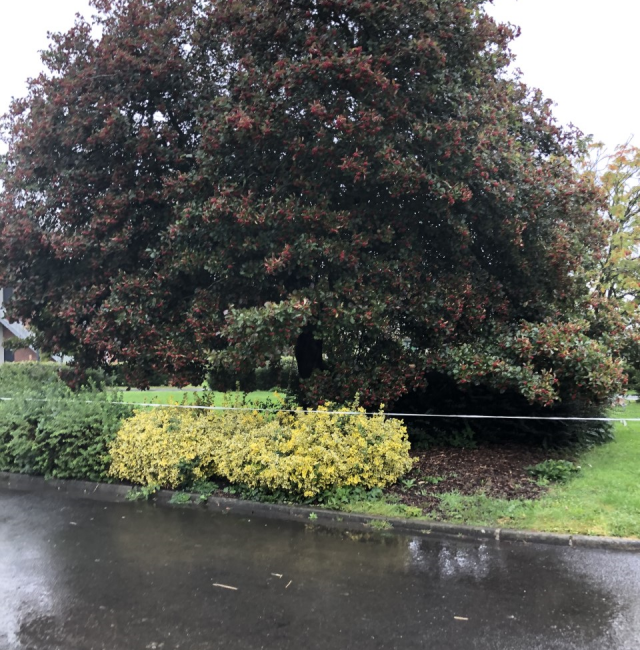 Crataegus cros-gali Kirkley