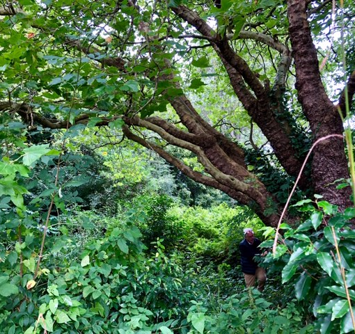 London Plane Armstrong Park