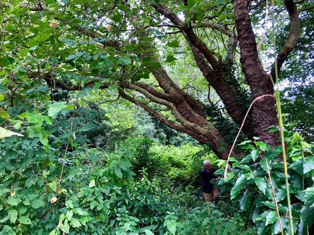 London Plane Armstrong Park