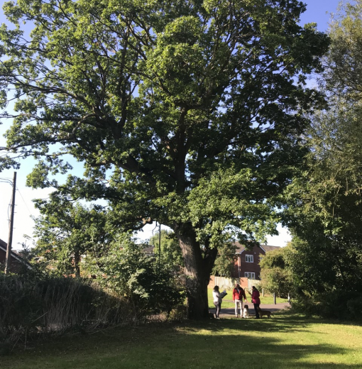 Veteran Oak Kingston Park