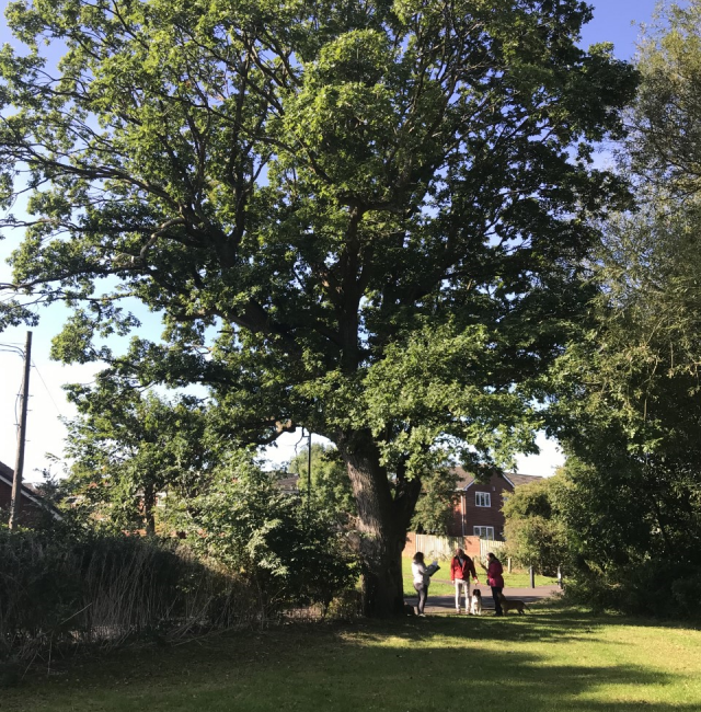 Veteran Oak Kingston Park