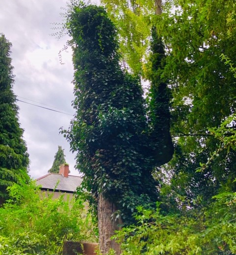 Populus nigra ‘Plantierensis’