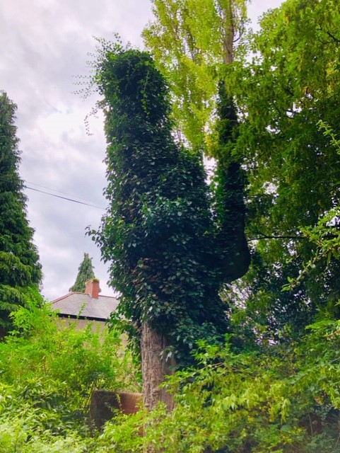 Populus nigra ‘Plantierensis’