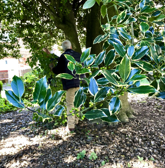 Variegated Holly Benwell Hall