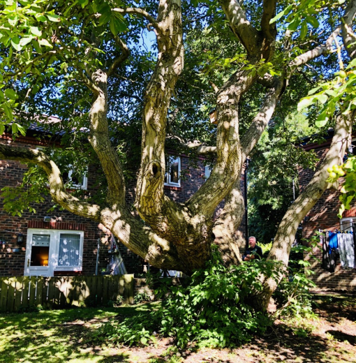 Walnut Benwell Hall