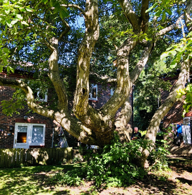 Walnut Benwell Hall