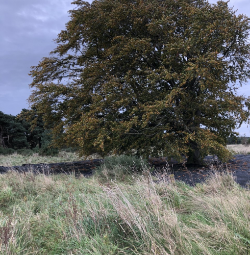 Fagus sylvatica Corbridge