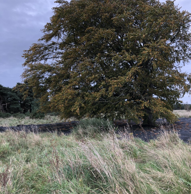Fagus sylvatica Corbridge