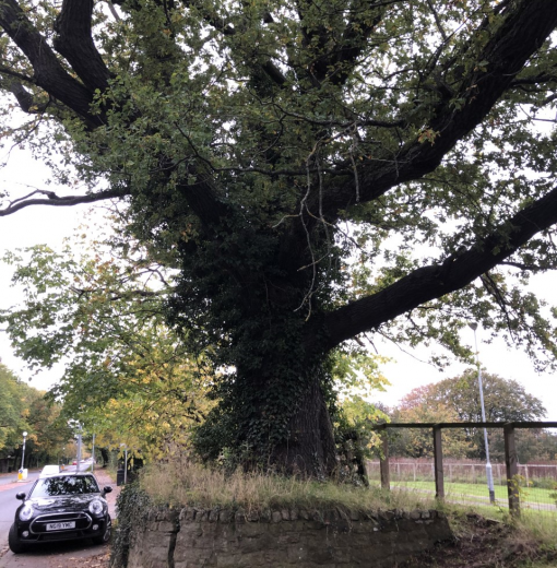 Veteran Oak Anick view Hexham