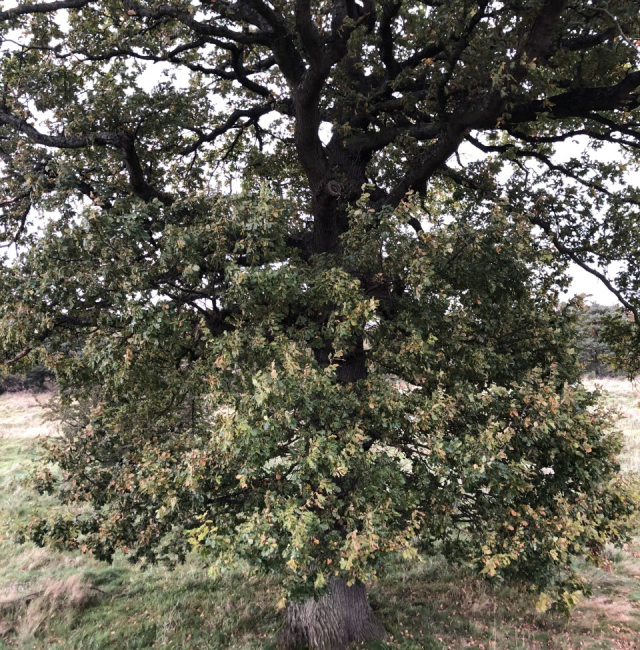 Quercus robur Corbridge