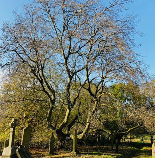 ASH AT EARSDON St Albans Church