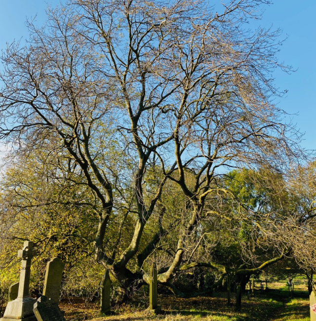 ASH AT EARSDON St Albans Church