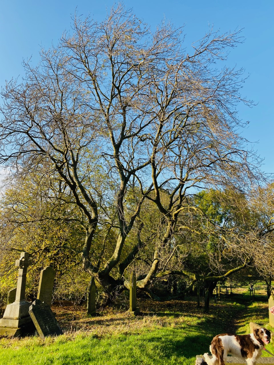 ASH AT EARSDON St Albans Church