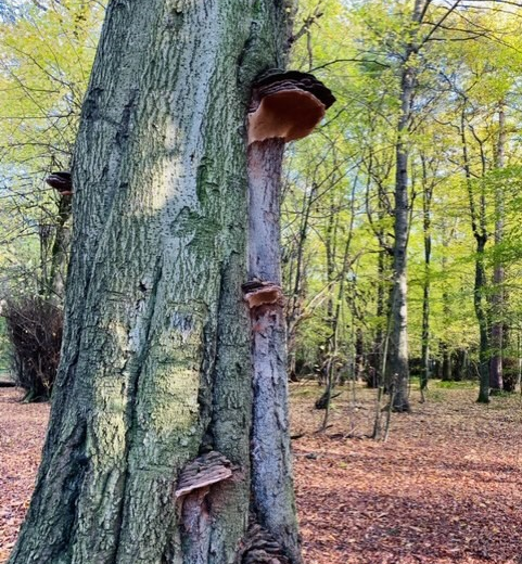 Woodland Beech at Gosforth
