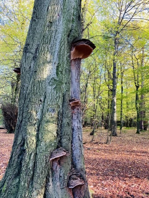 Woodland Beech at Gosforth