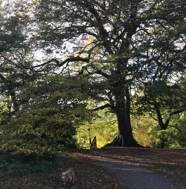 Beech Ponteland Park