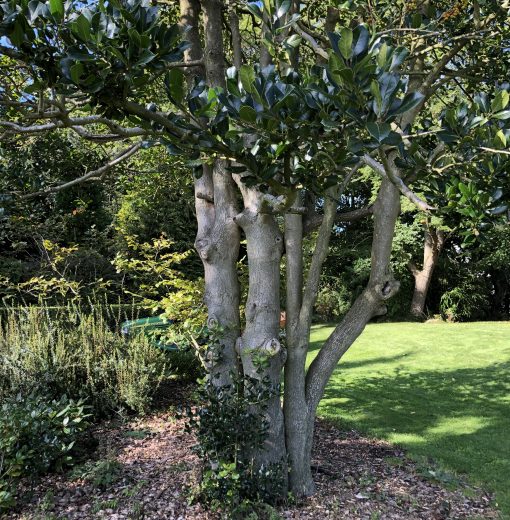 Highclere Holly Kirkley