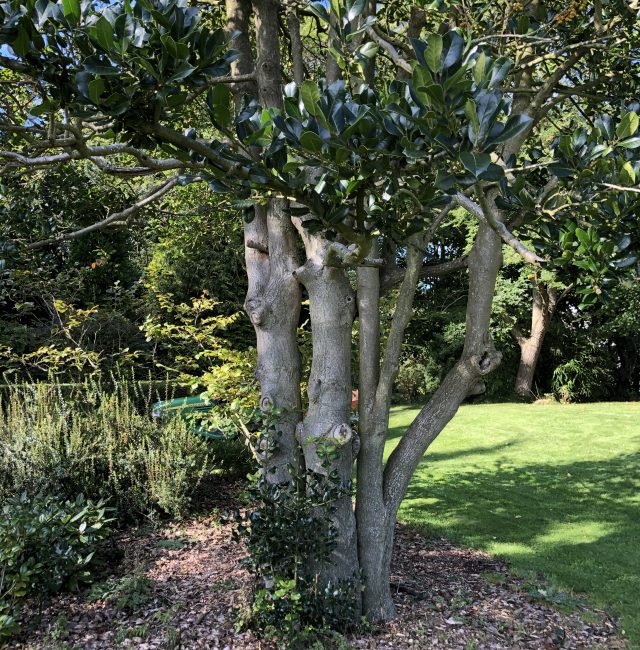 Highclere Holly Kirkley