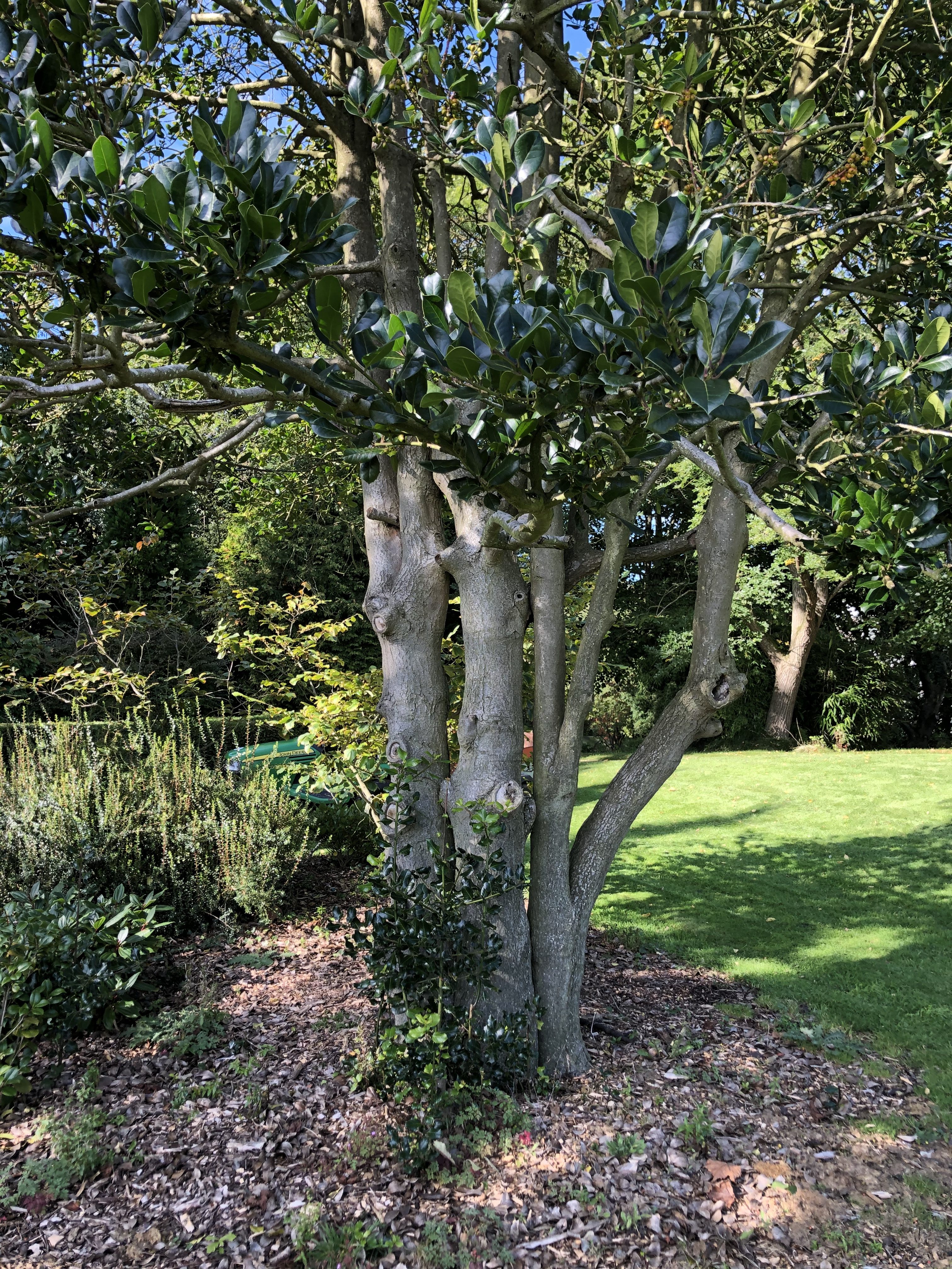 Highclere Holly Kirkley