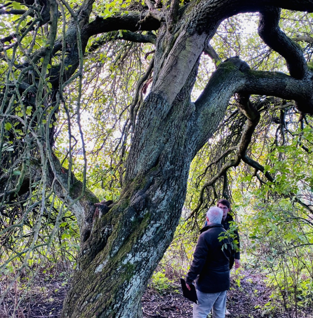 Pear tree Seghill