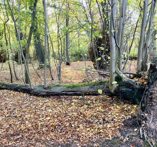 Phoenix Lime at Gosforth Park