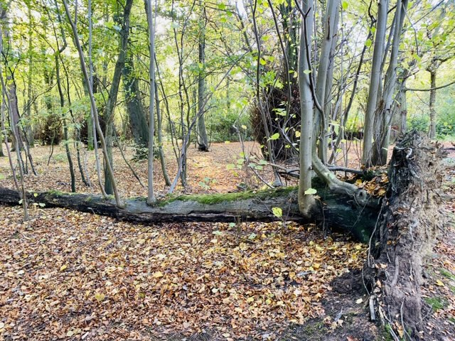 Phoenix Lime at Gosforth Park