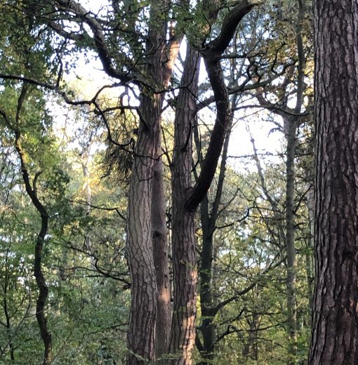 Scots Pine West Moor/Gosforth